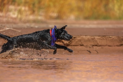 黑狗白天在泥地上跑